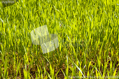 Image of  green unripe grains