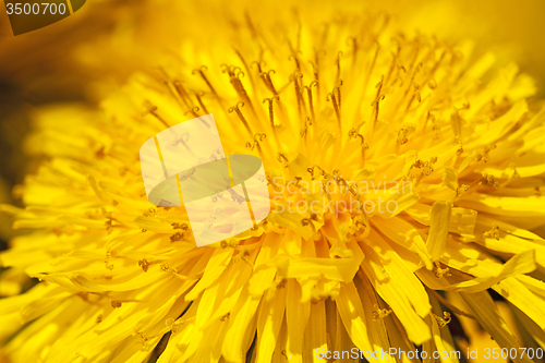 Image of dandelion  