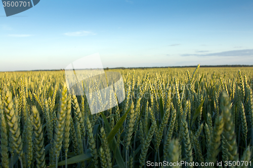 Image of  green unripe grains