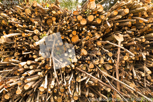 Image of the cut-down trees  