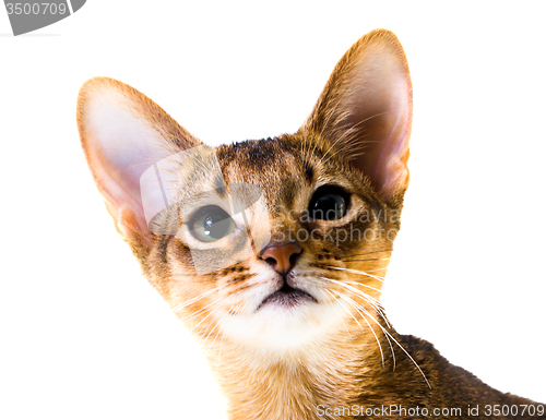 Image of Abyssinian cat  