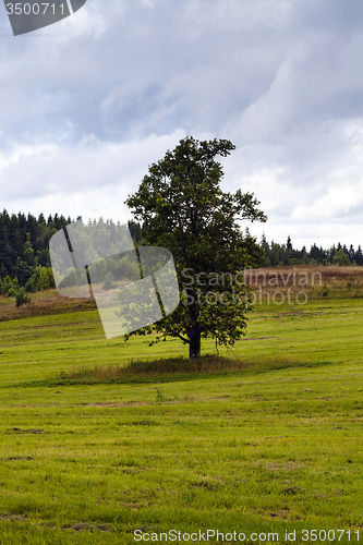 Image of tree in the field  