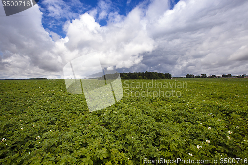 Image of potatoes 
