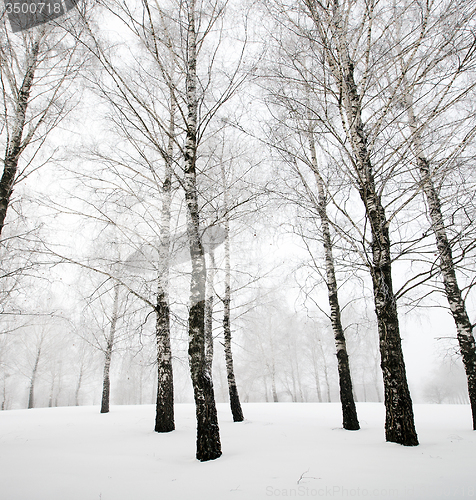 Image of winter forest  