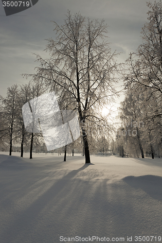 Image of trees in the winter  