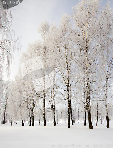 Image of winter forest 