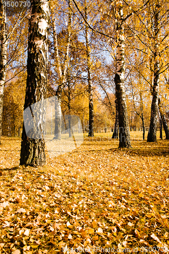 Image of   trees   in  autumn  