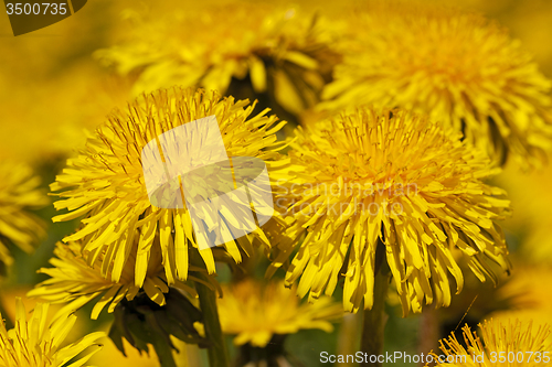 Image of dandelion  