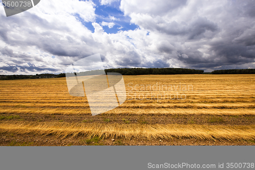 Image of flax cleaning  