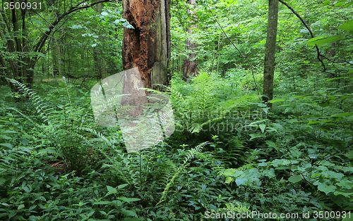 Image of Large fern bunch in summer forest