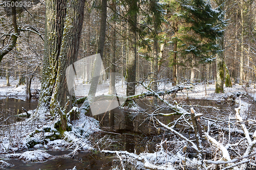 Image of Wintertime snowy old forest with water
