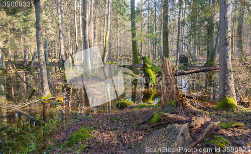 Image of Springtime morning in forest
