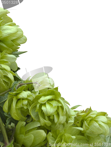 Image of Wild Hop Cutout