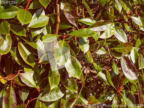 Image of Retro look Green foliage