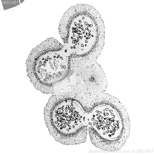 Image of Black and white Lily anther micrograph