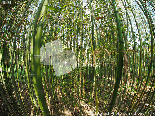 Image of Bamboo tree