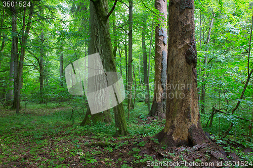 Image of Barkless spruces and old oak