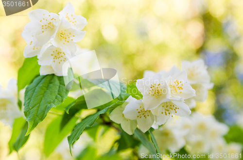 Image of Blooming jasmine bush, close-up