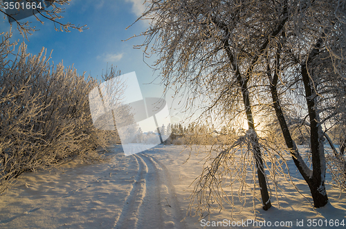 Image of trees covered with hoarfrost against the blue sky