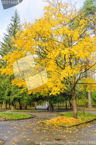 Image of Maple with yellow leaves in autumn park