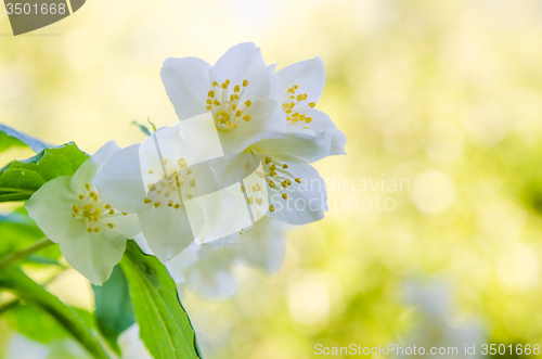 Image of Blooming jasmine bush, close-up