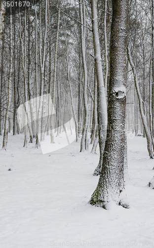 Image of Snow covered tree trunks close-up  