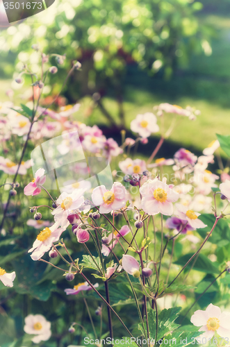 Image of Anemone japonica flowers, lit by sunlight in the garden.