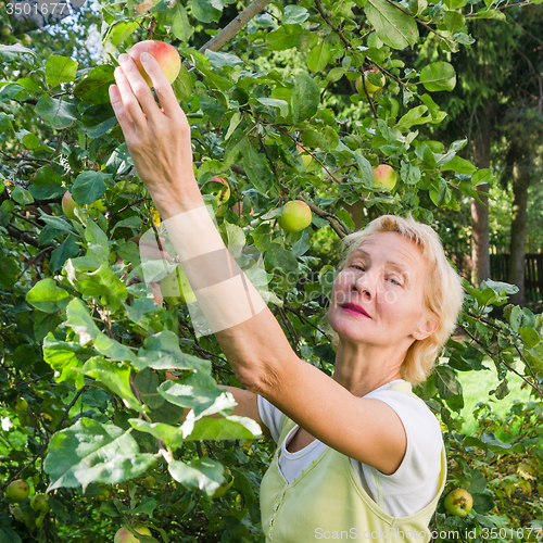 Image of Portrait of a woman collecting apples in the garden