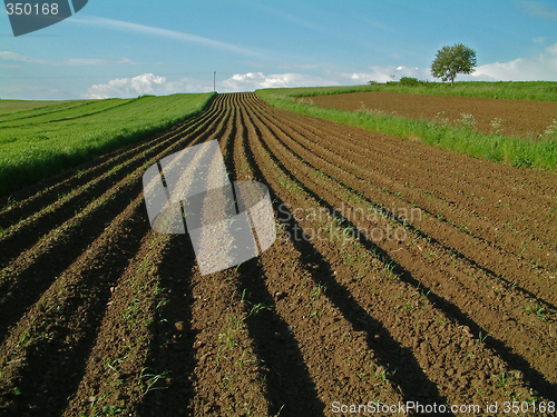 Image of Arable field in spring