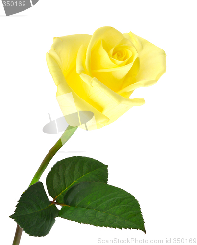 Image of Nice yellow rose over white