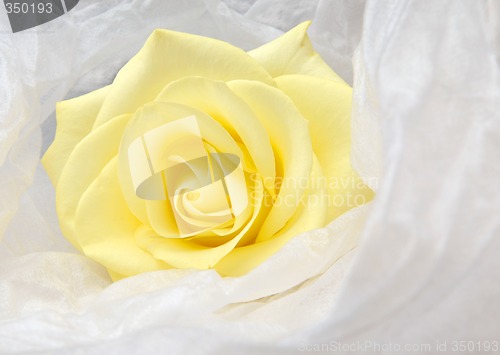 Image of Nice yellow rose in white satin