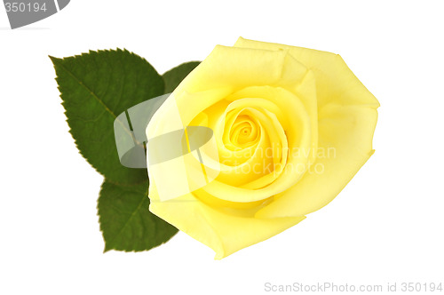 Image of Nice yellow rose over white