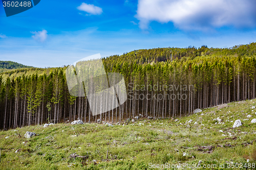 Image of Deforestation in Norway