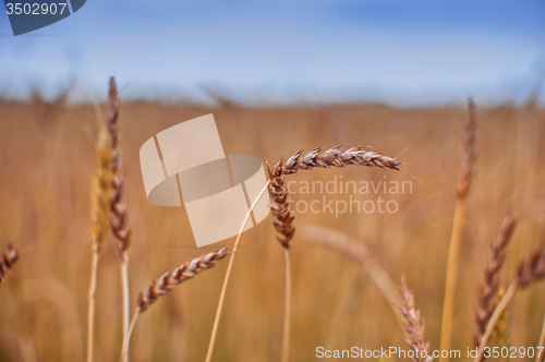 Image of wheat field