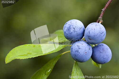 Image of Prunus Spinosa
