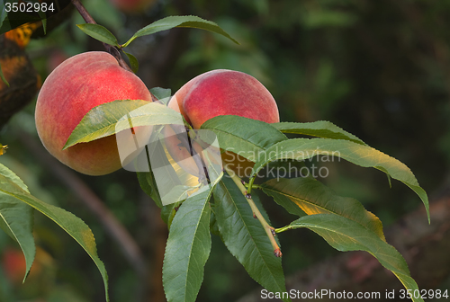 Image of Peaches