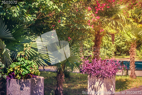 Image of Alley in the Park with beautiful southern flowering plants.