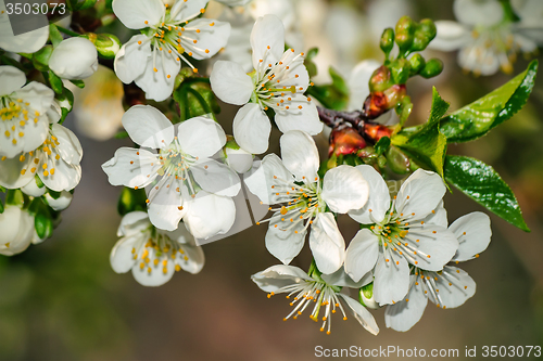 Image of Branch of blossoming cherry against the blue sky.