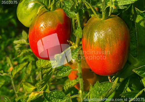 Image of Tomatoes ripen on the branches of a Bush.