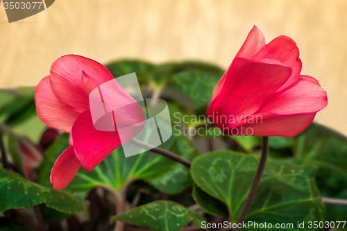 Image of Two flowers blooming cyclamen with green leaves.