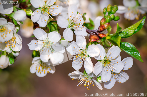 Image of Branch of blossoming cherry against the blue sky.