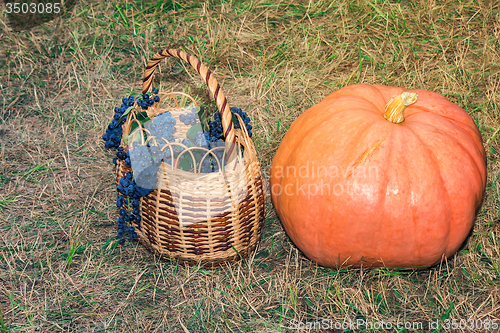 Image of Still life: large ripe pumpkin and a basket of grapes.