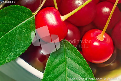 Image of Bright red delicious ripe cherries