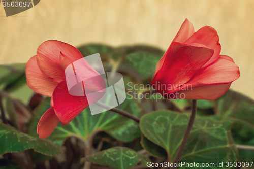 Image of Two flowers blooming cyclamen with green leaves.