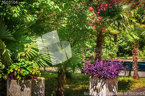 Image of Alley in the Park with beautiful southern flowering plants.