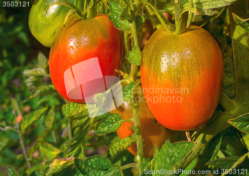 Image of Tomatoes ripen on the branches of a Bush.