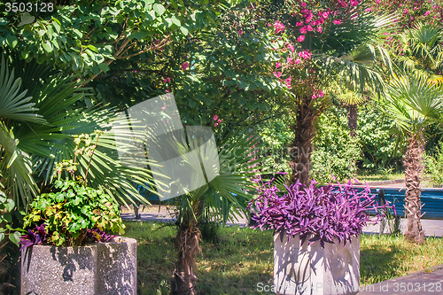 Image of Alley in the Park with beautiful southern flowering plants.