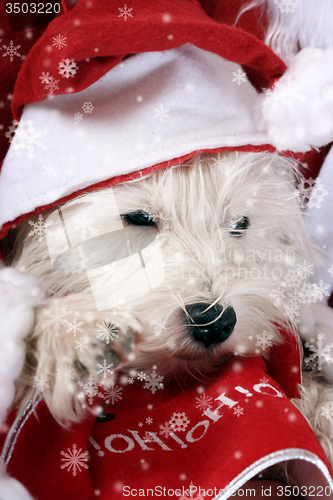 Image of White puppy