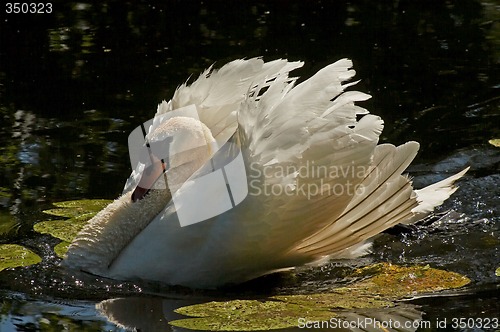 Image of male mute swan