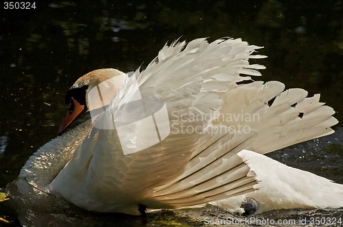 Image of mute swan